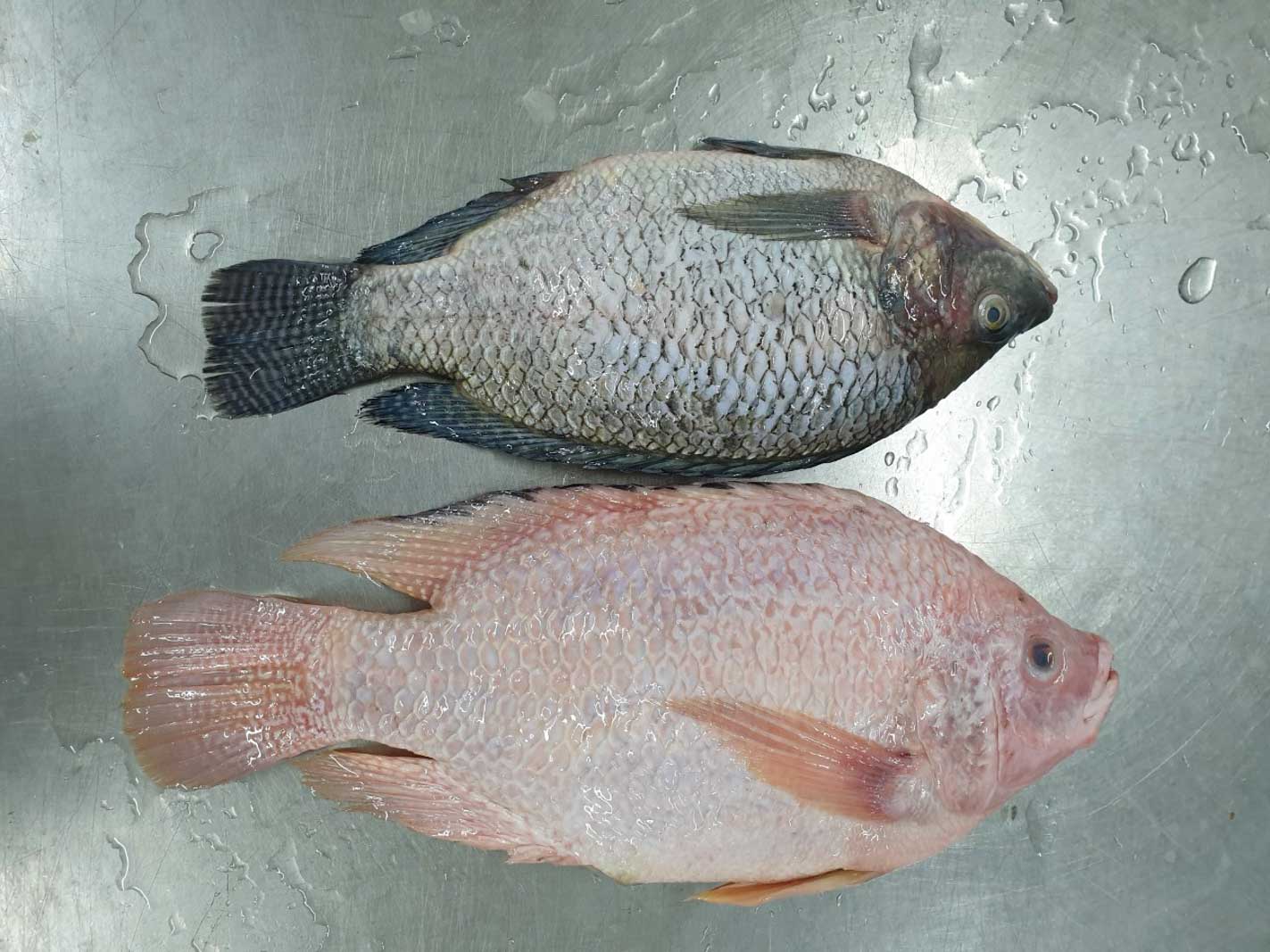 tilapia ti?ng vi?t