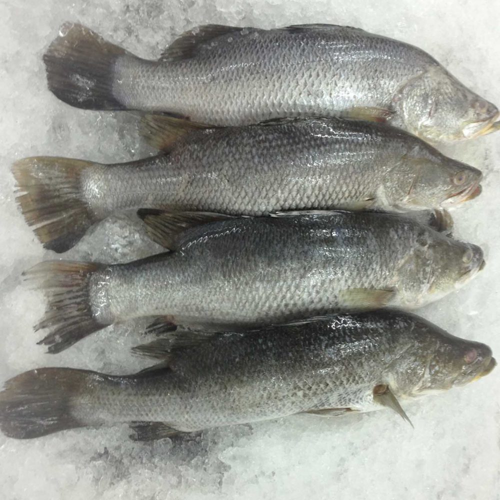 Barramundi – VietoceanSeafood