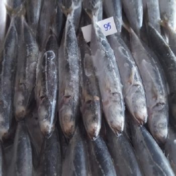 Frozen Cigar Minnows for bait – VietoceanSeafood