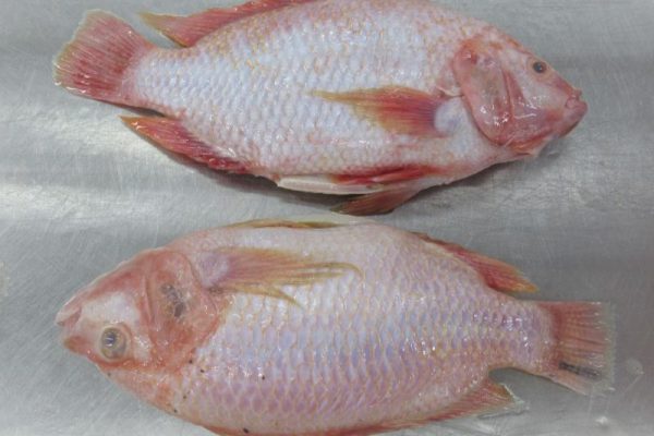 Red Tilapia whole fish