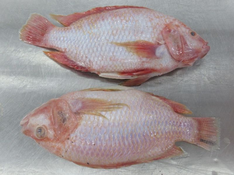 Frozen Red Tilapia Whole Roundwhole Cleaned Vietoceanseafood