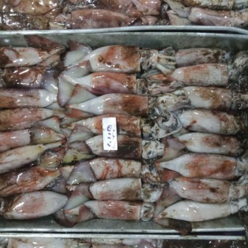 Frozen whole round squid bait, washed on top – VietoceanSeafood