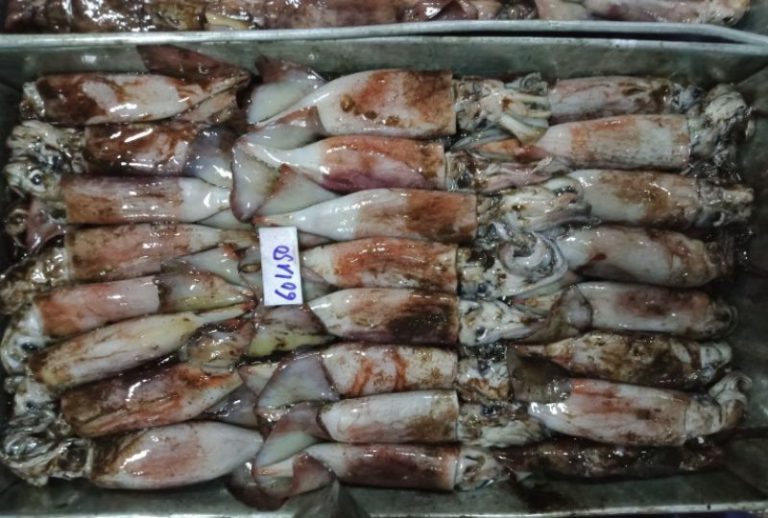 Frozen whole round squid bait, washed on top – VietoceanSeafood