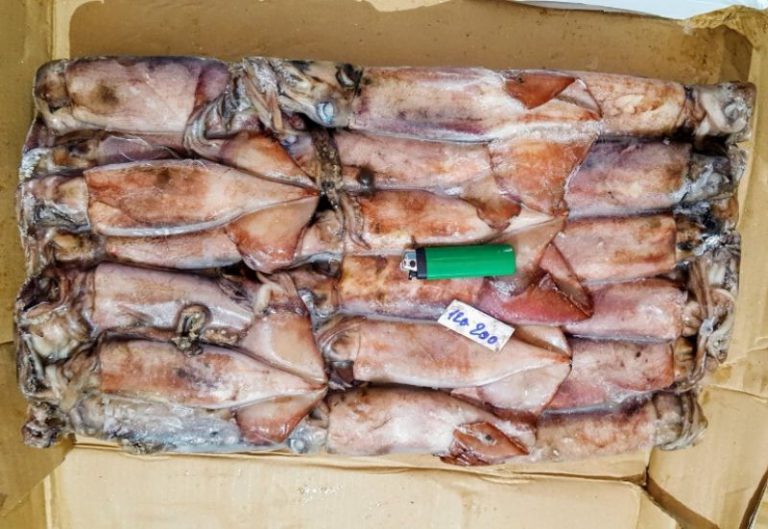 Frozen whole round squid bait, washed on top – VietoceanSeafood