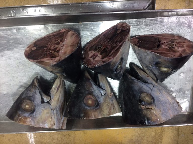 Frozen Yellowfin Tuna head full, gill on for bait VietoceanSeafood