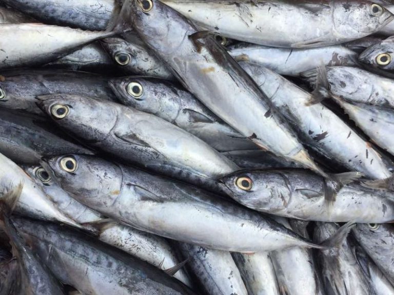 Frozen baby bonito whole fish VietoceanSeafood