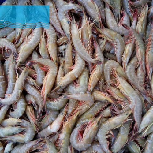 Sea Shrimp – VietoceanSeafood