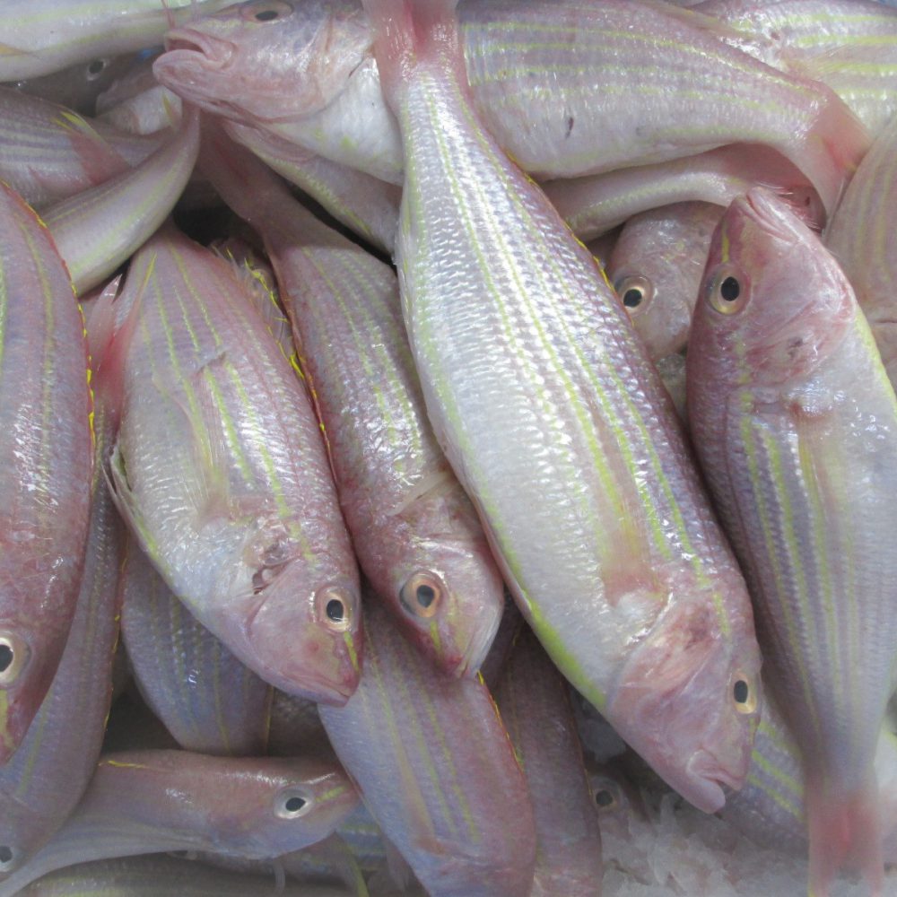 Golden Threadfin Bream Vietoceanseafood