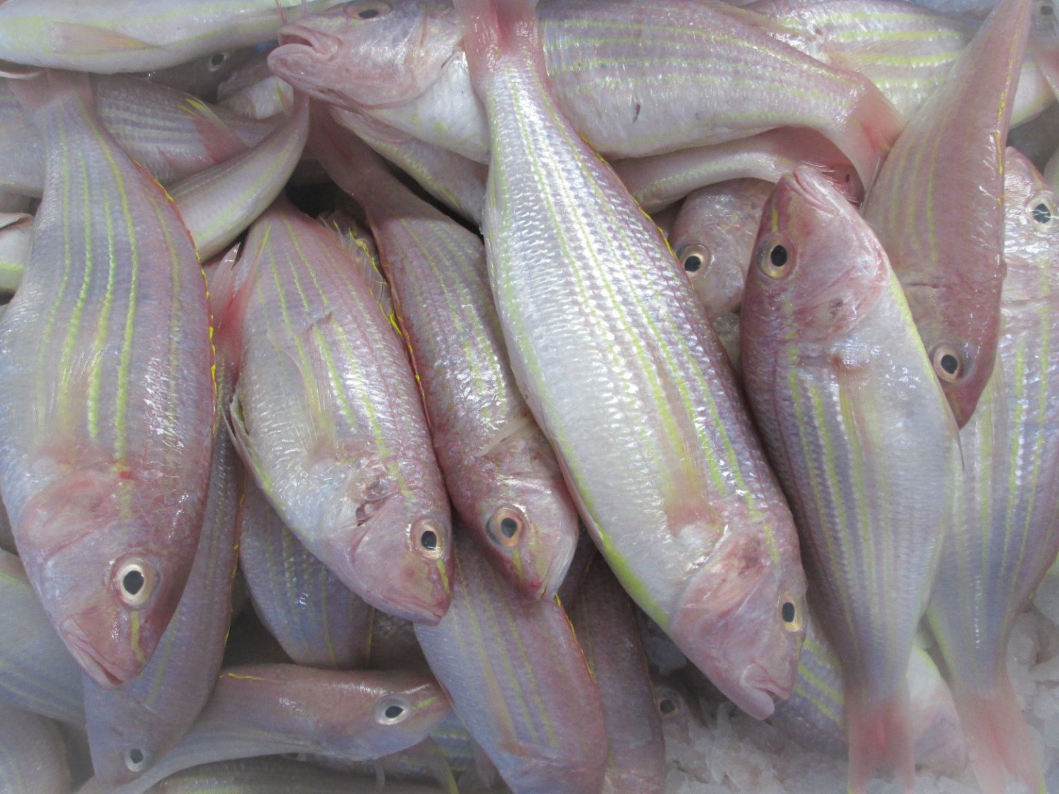 Frozen Golden Threadfin Bream whole fish VietoceanSeafood