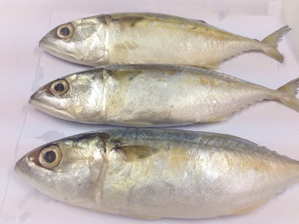 Frozen Spanish Mackerel steak, headless, with tail part VietoceanSeafood